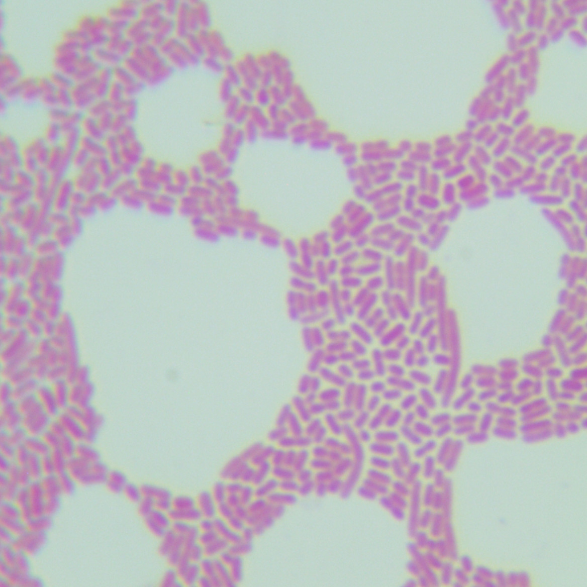 Enterobacter cloacae-BNCC