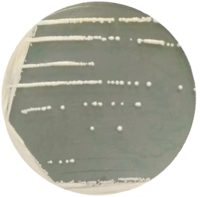 Brewing yeast-BNCC
