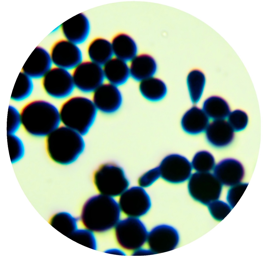 Brewing yeast-BNCC