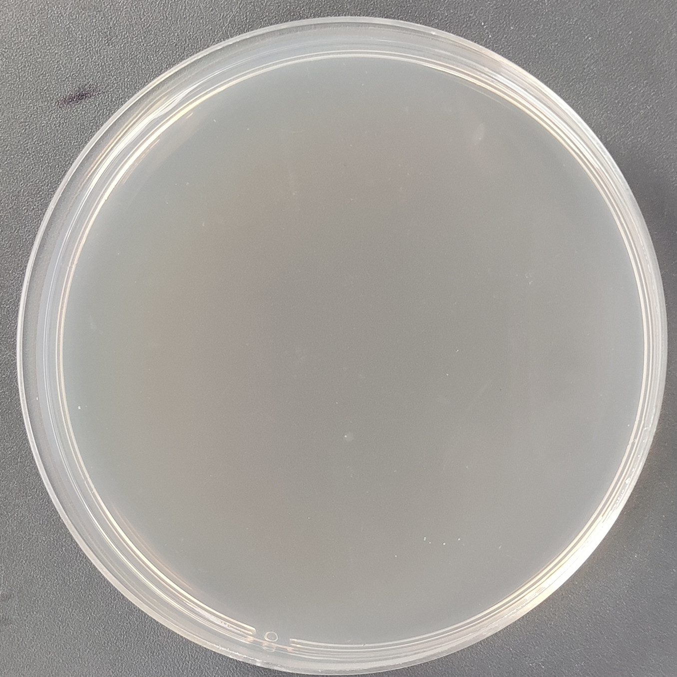 Histidine deficient Salmonella typhimurium TA1535-BNCC