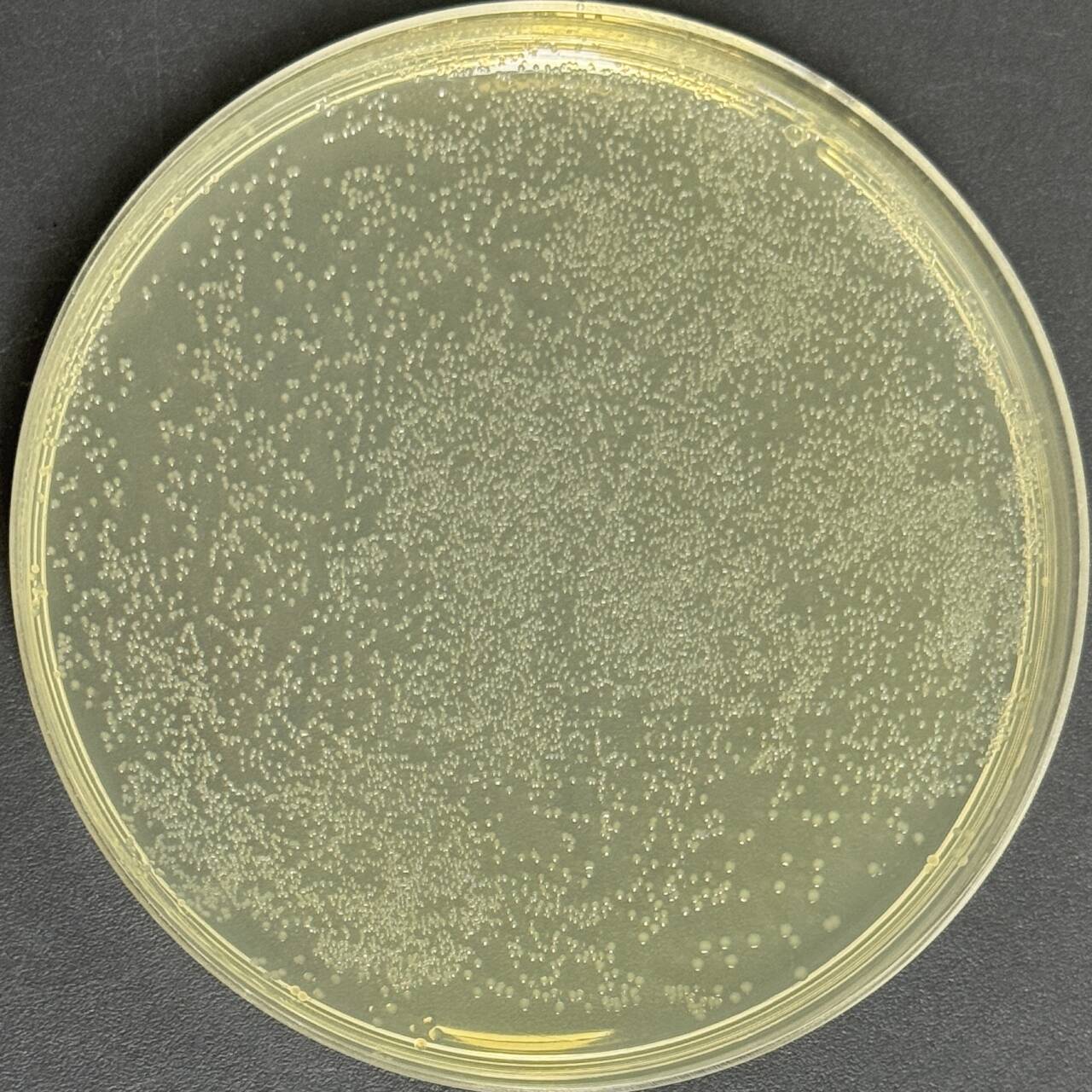 BL21(DE3) (containing pET-32a(+)-NSP8 plasmid) E. coli-BNCC