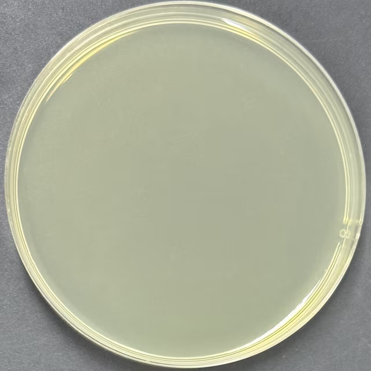 BL21(DE3) (containing pET-32a(+)-NSP8 plasmid) E. coli-BNCC