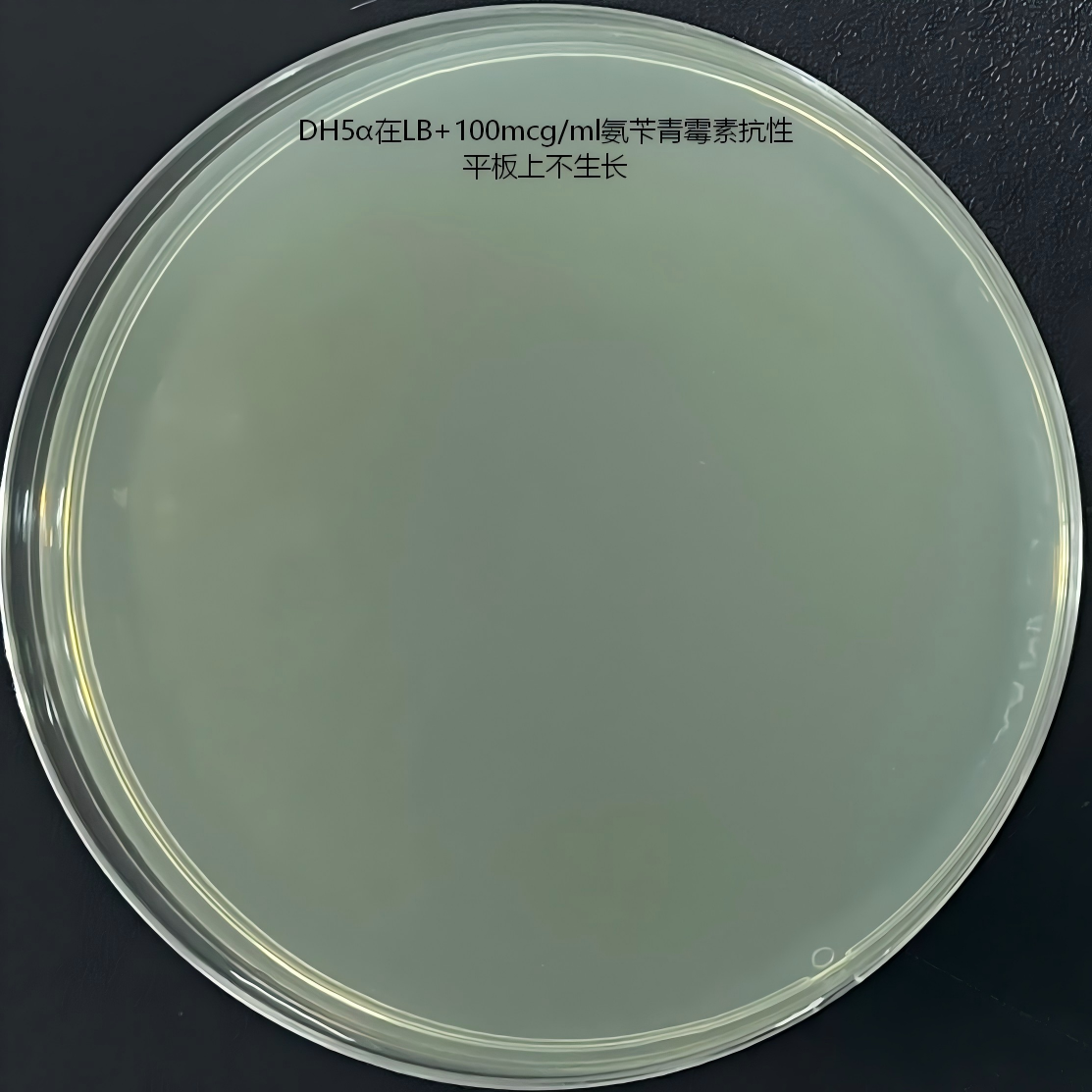 DH5 α (containing pTrc99a plasmid) Escherichia coli-BNCC