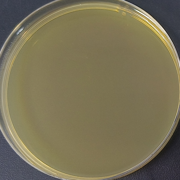 DH5α (containing PL6-CS-WR plasmid) E. coli-BNCC