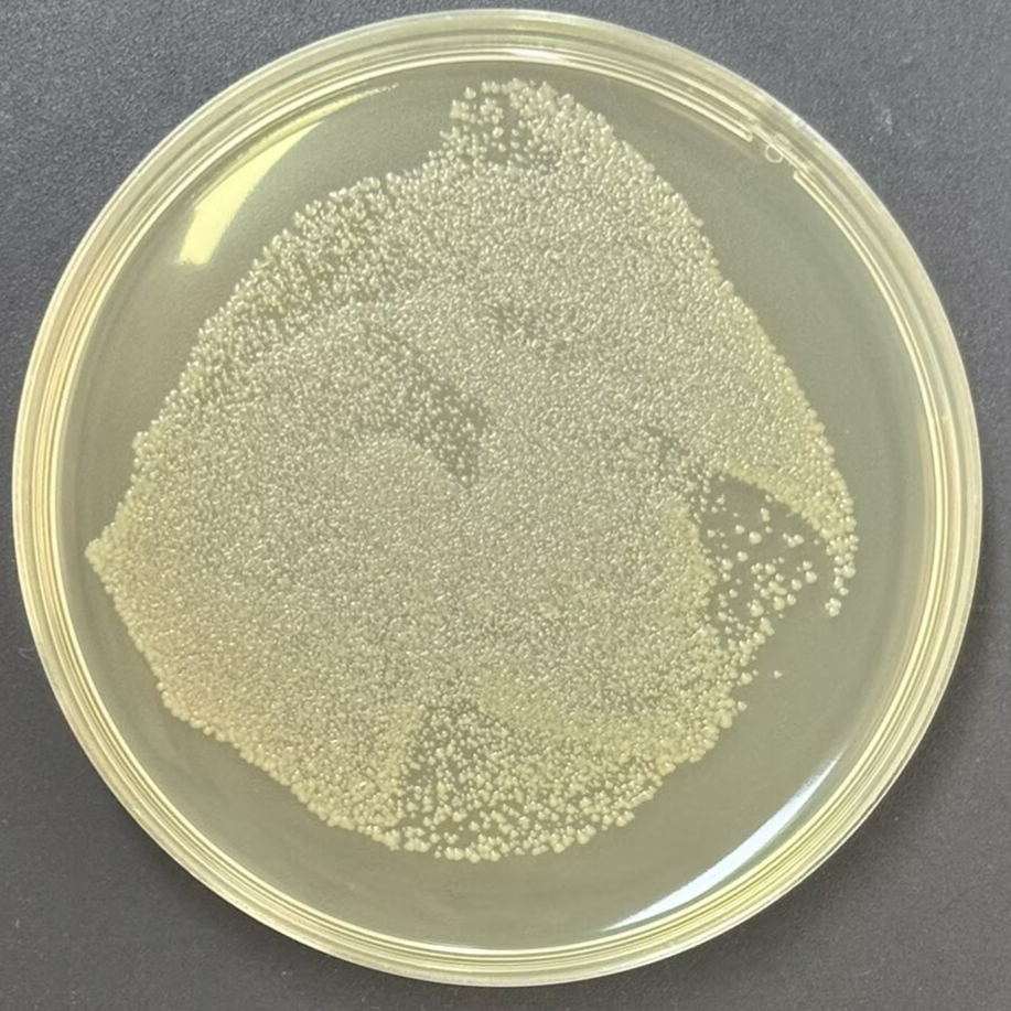 DH5α (containing pIRES2-EGFP plasmid) E. coli-BNCC