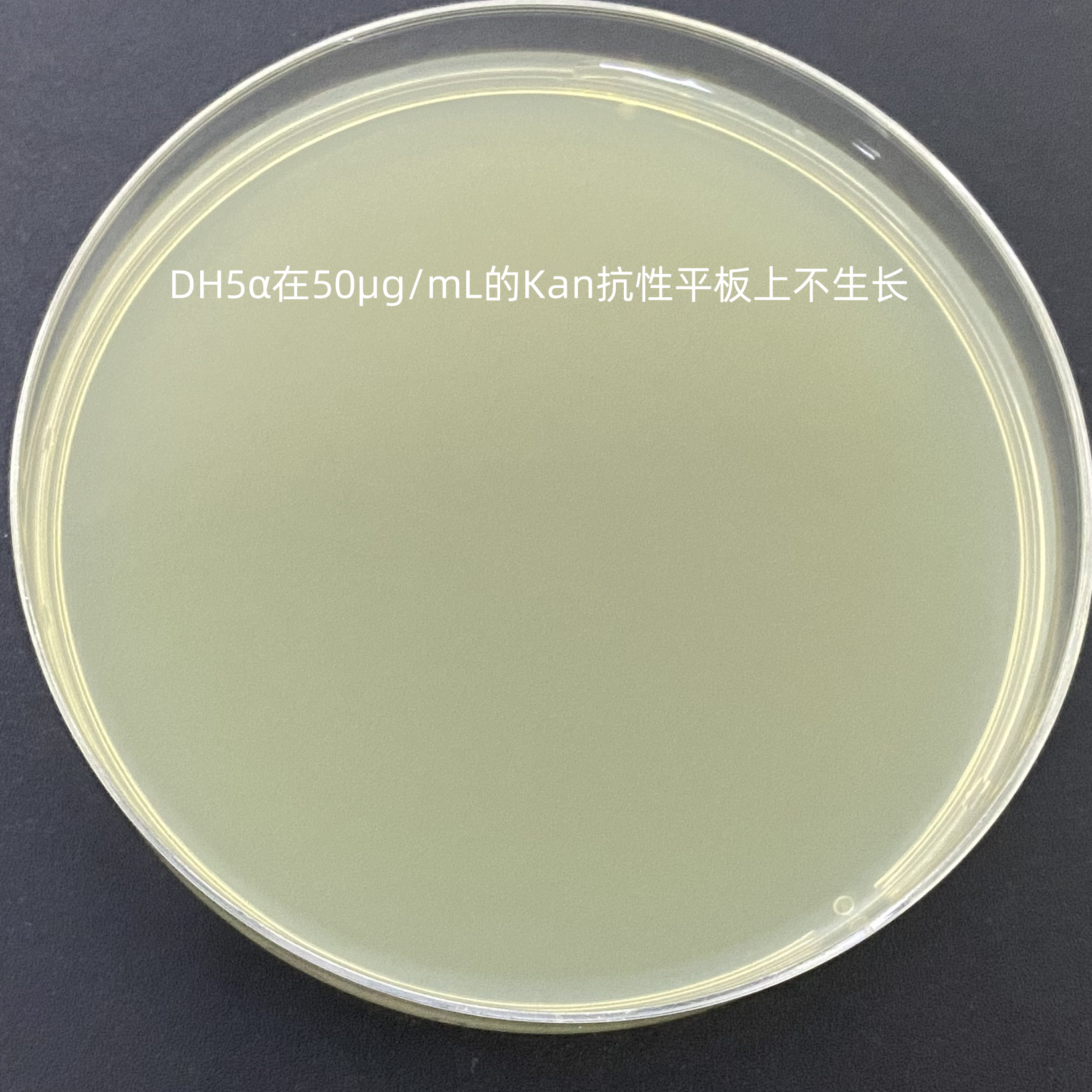 DH5α (containing pET-41a plasmid) E. coli-BNCC