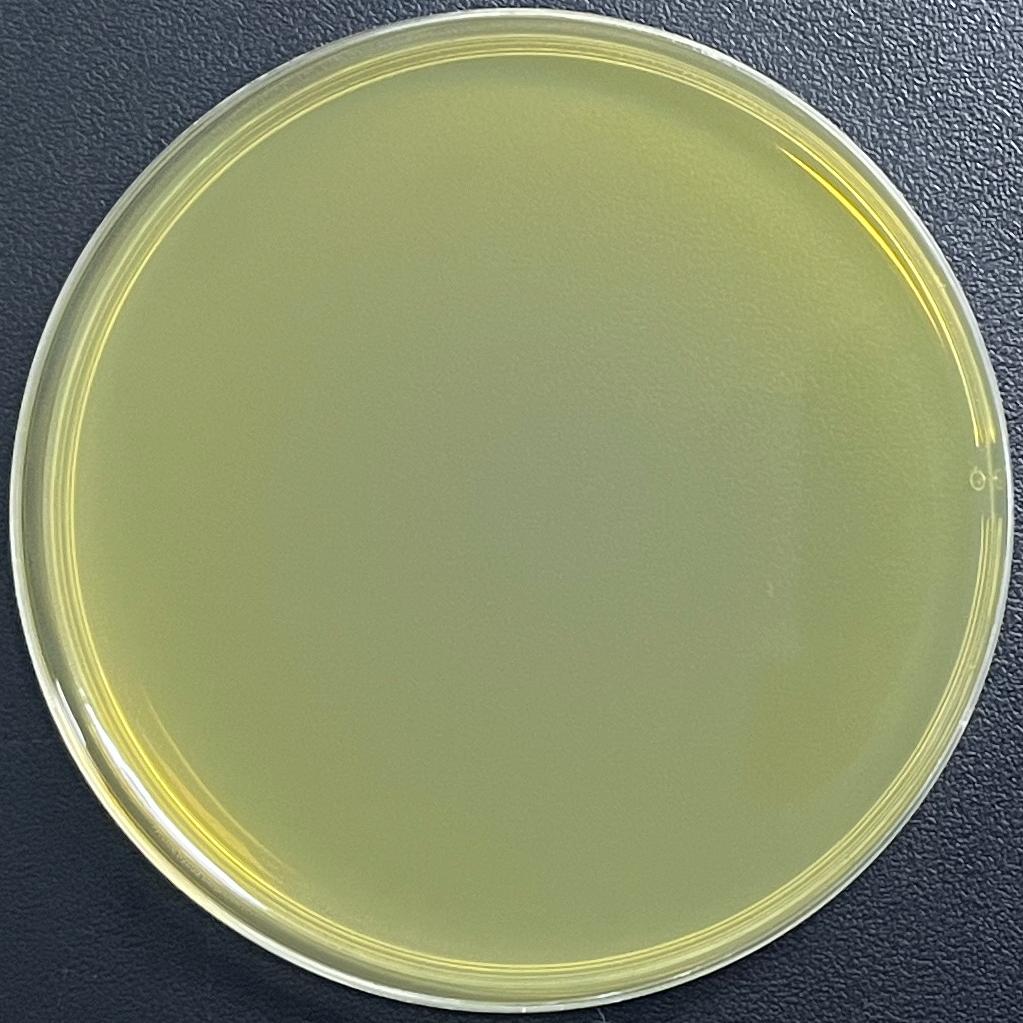 DH5 α (containing YEplac181 plasmid) Escherichia coli-BNCC