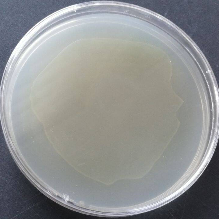 Vibrio aerogenes-BNCC