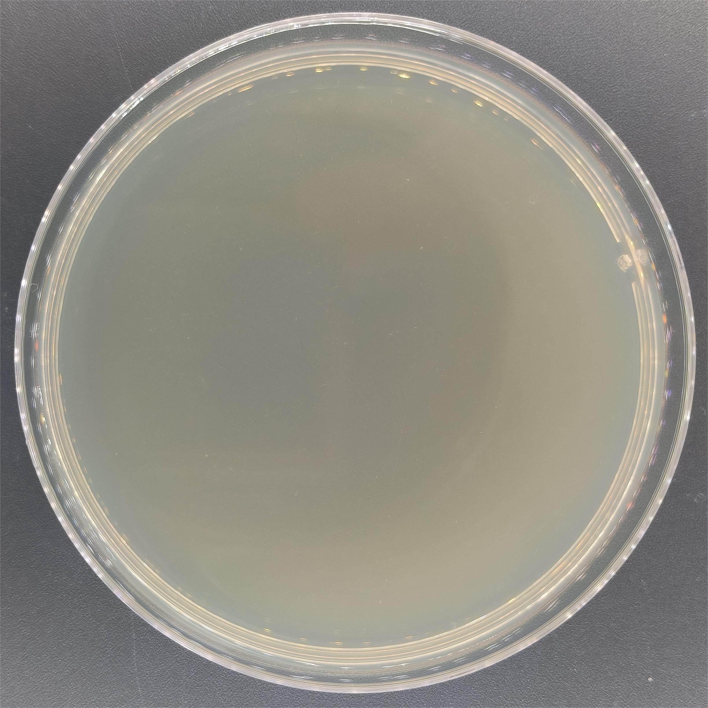 Legionella pneumophila DNA Liquid Internal Quality Control Material-BNCC
