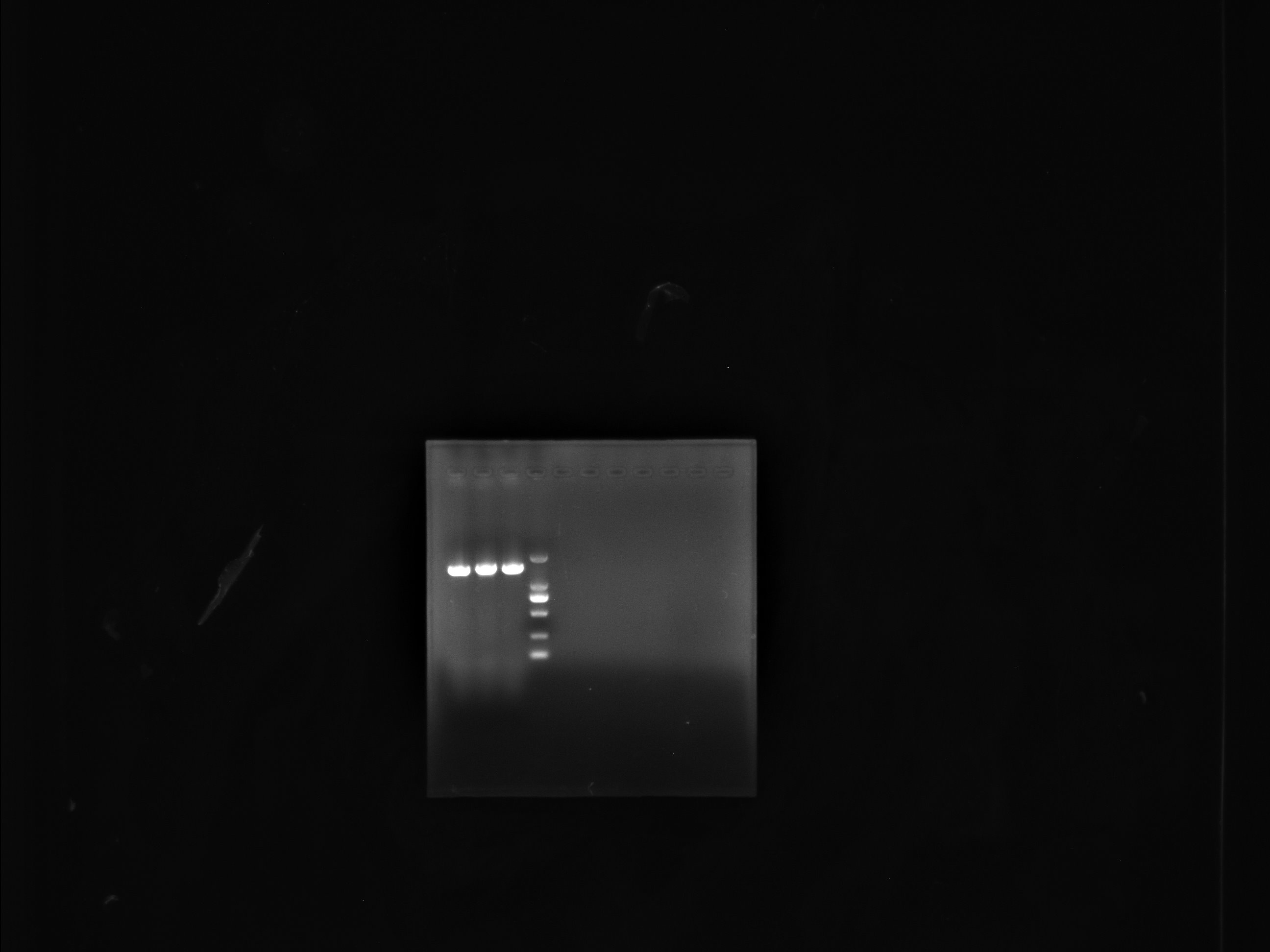 Mouse Poxvirus DNA Reference Material-BNCC