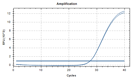 Porphyromonas gingivalis DNA standard-BNCC