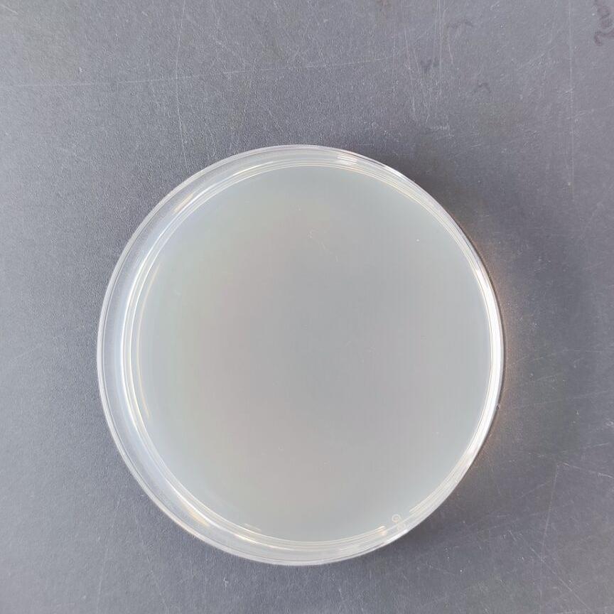 Mycobacterium tuberculosis DNA Standard-BNCC