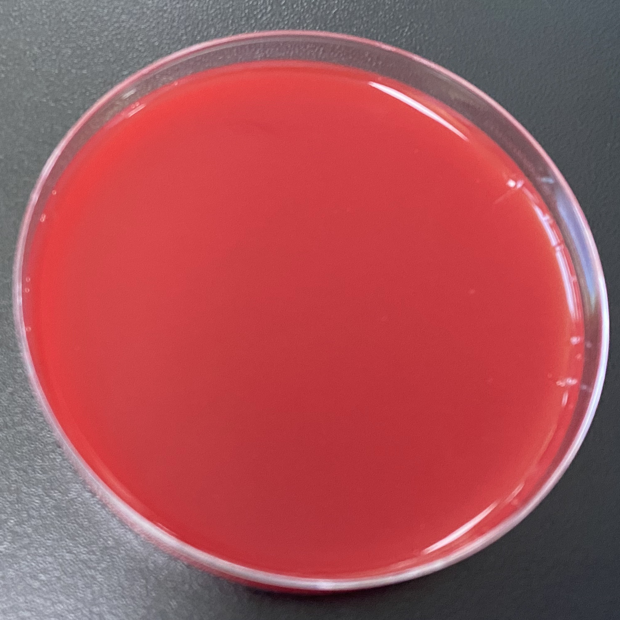 Clostridium perfringens DNA Standard-BNCC
