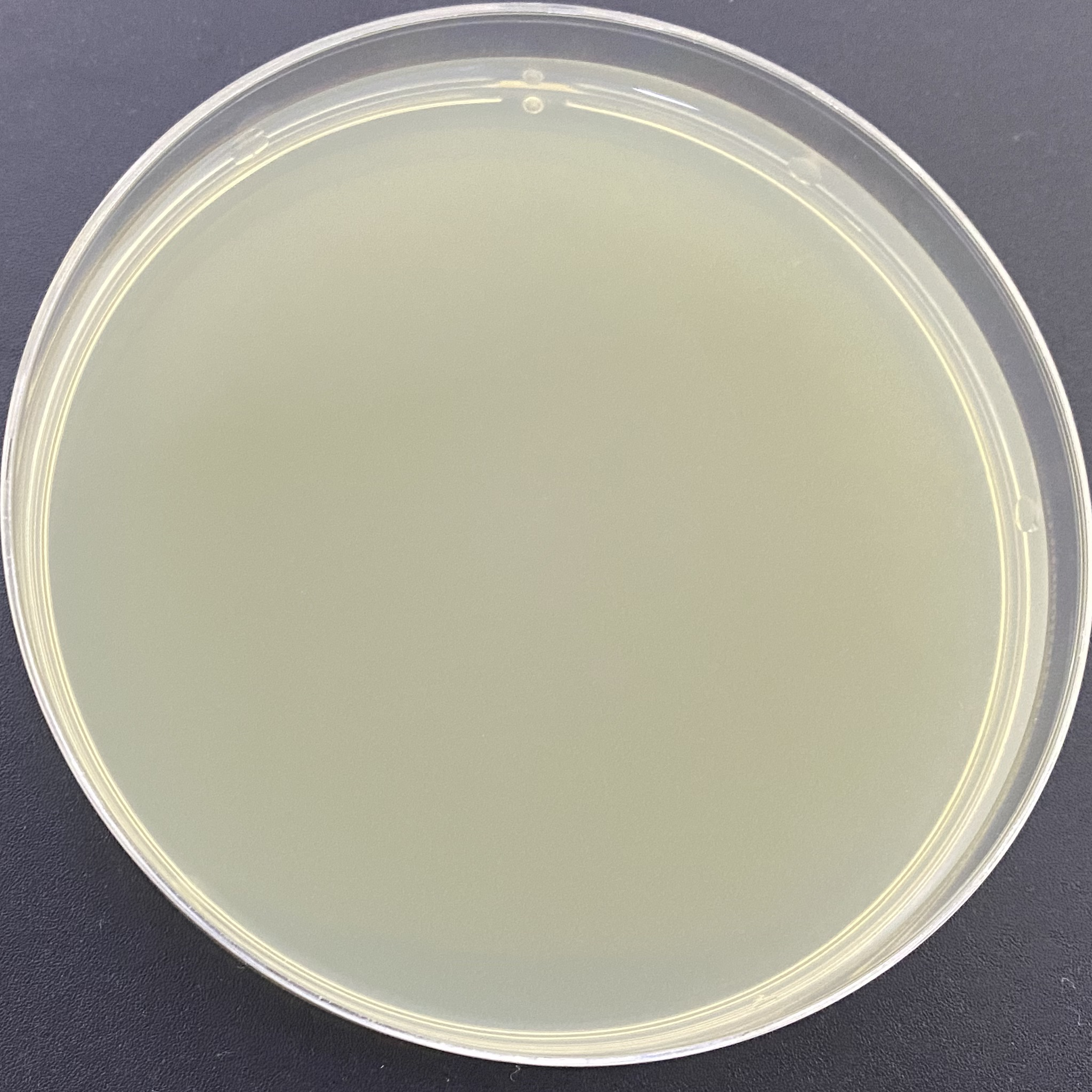 Klebsiella aerogenes DNA Standard-BNCC
