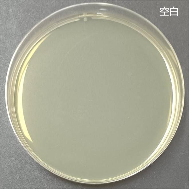 Indoor quality control of Escherichia coli deoxyribonucleic acid liquid for intestinal aggregation-BNCC