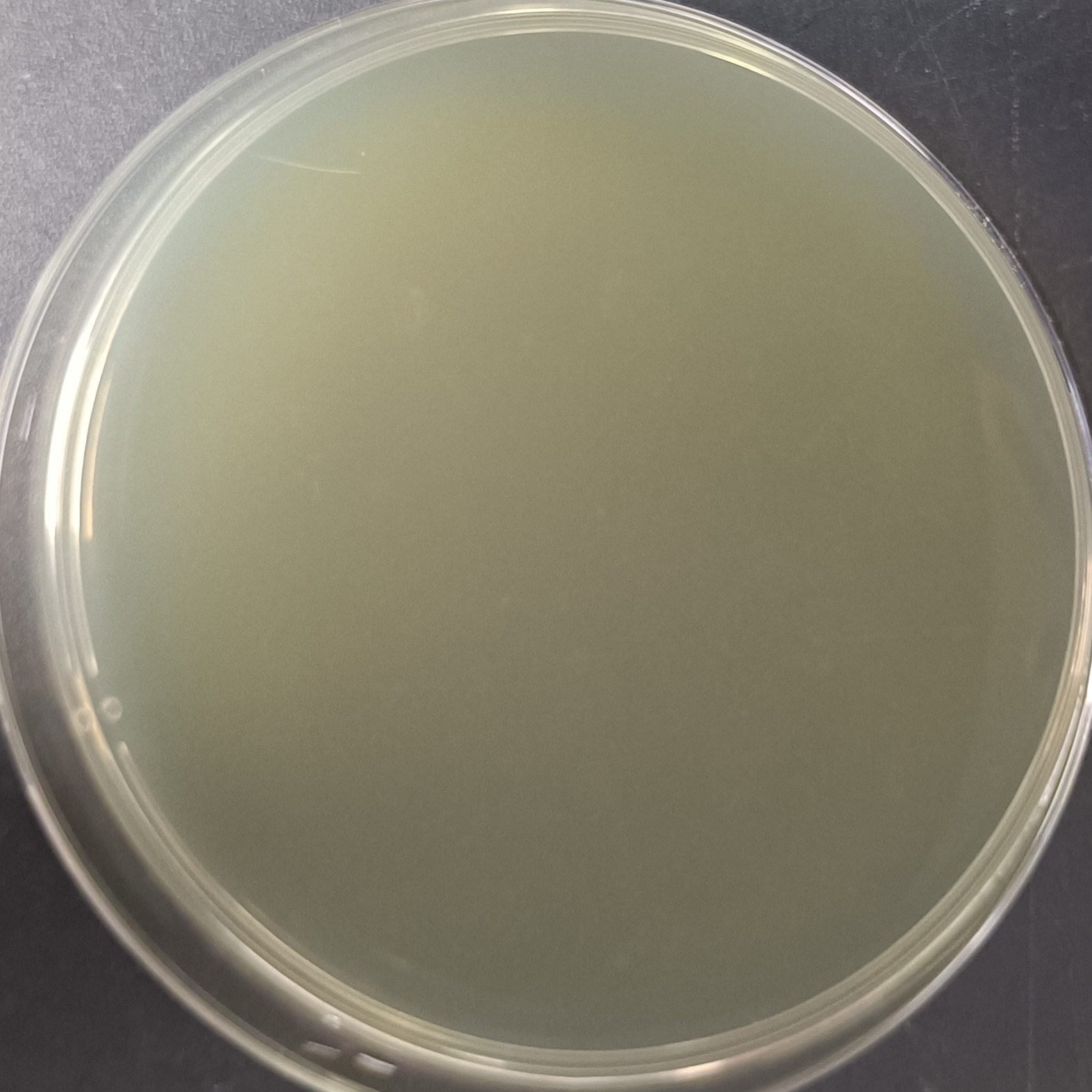 Listeria monocytogenes Nucleic Acid Reference Material (Thermally Inactivated) (Strongly Positive)-BNCC