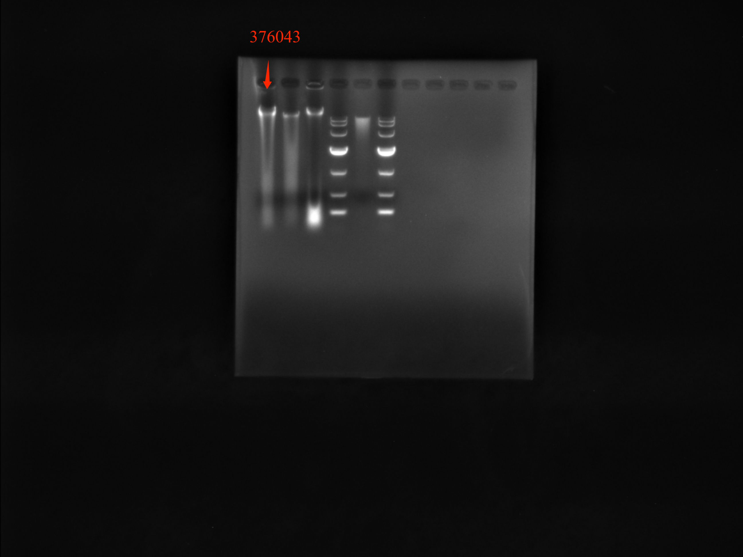 Mannheim bacteria-BNCC