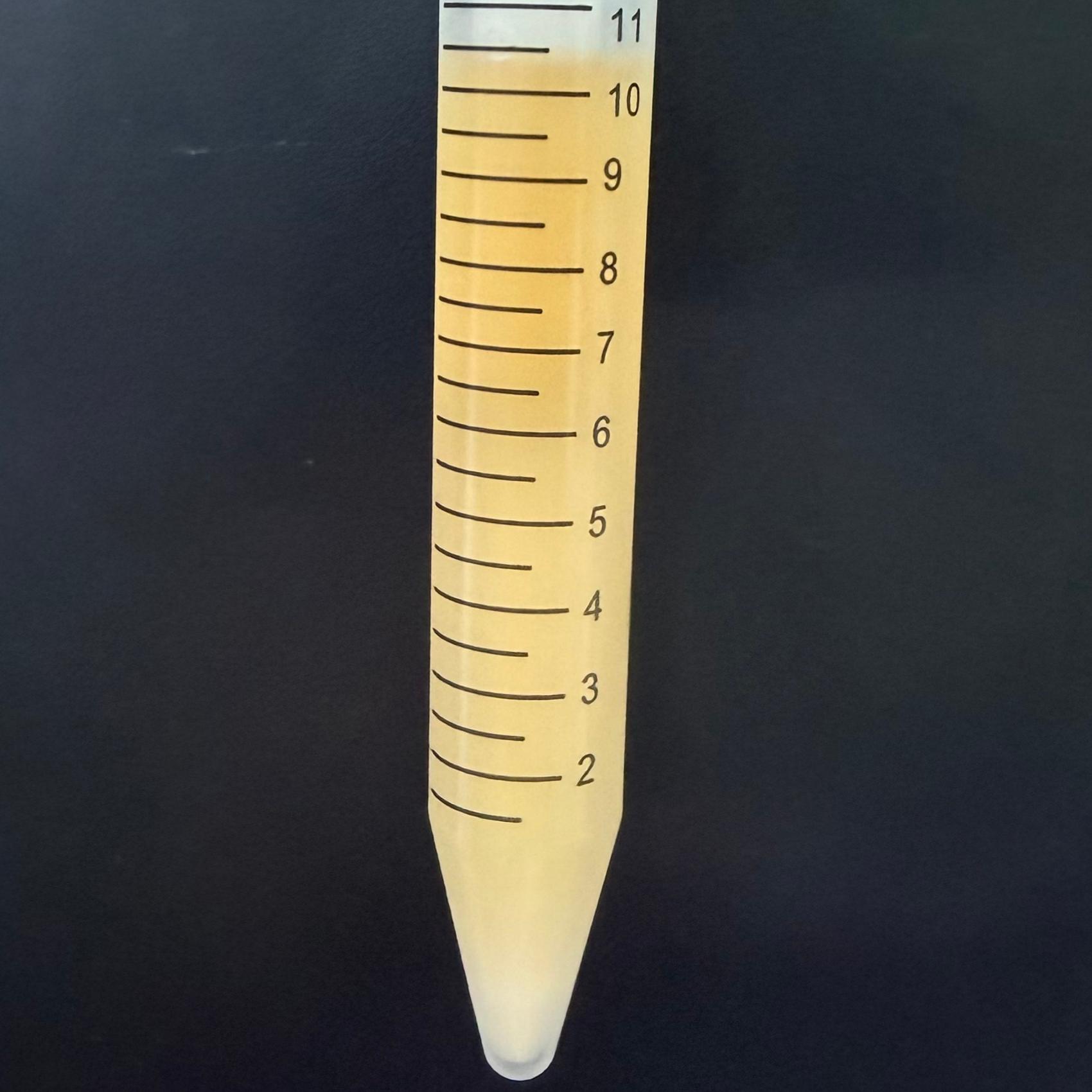 Cryptococcus vaginalis-BNCC