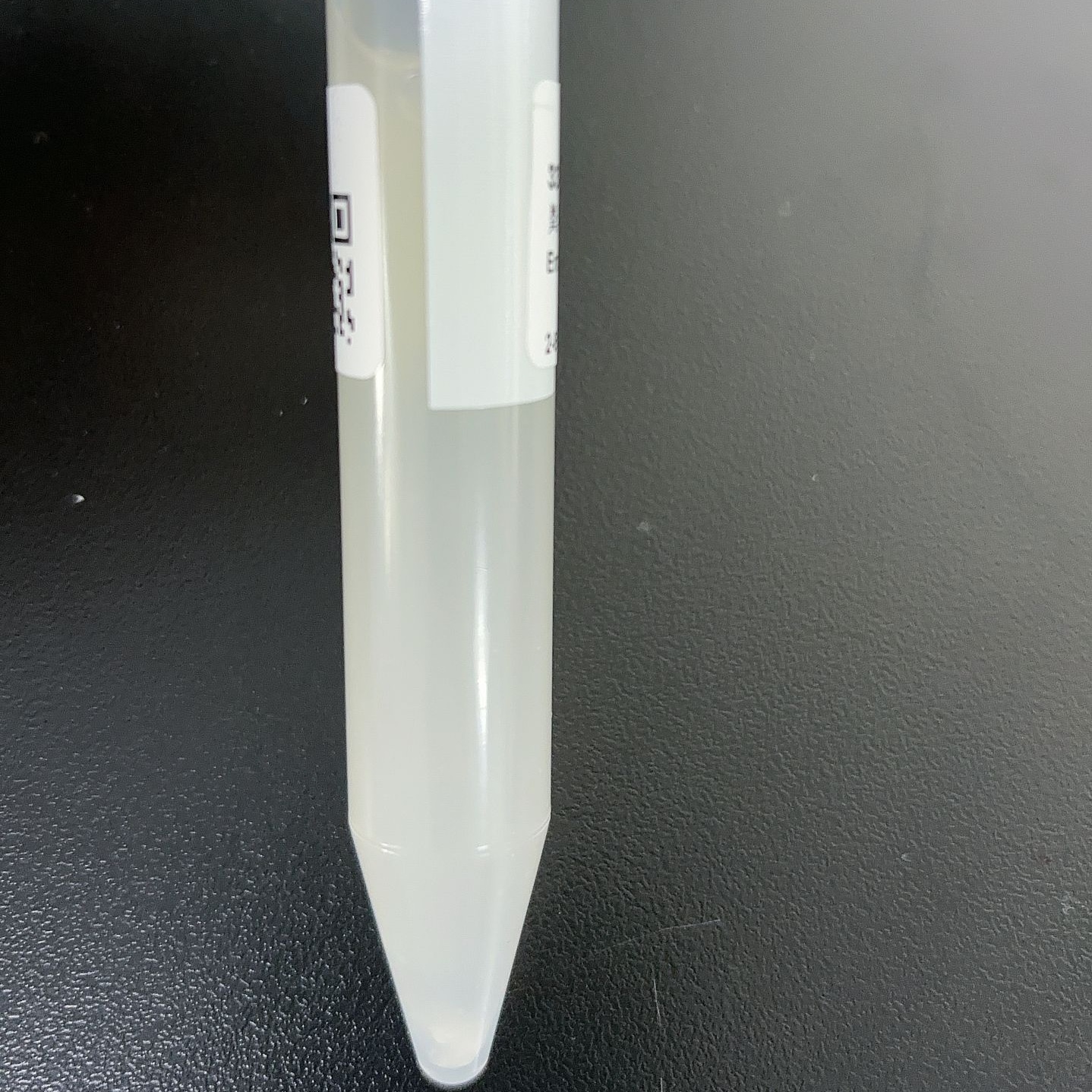 Luminescent bacteria-BNCC