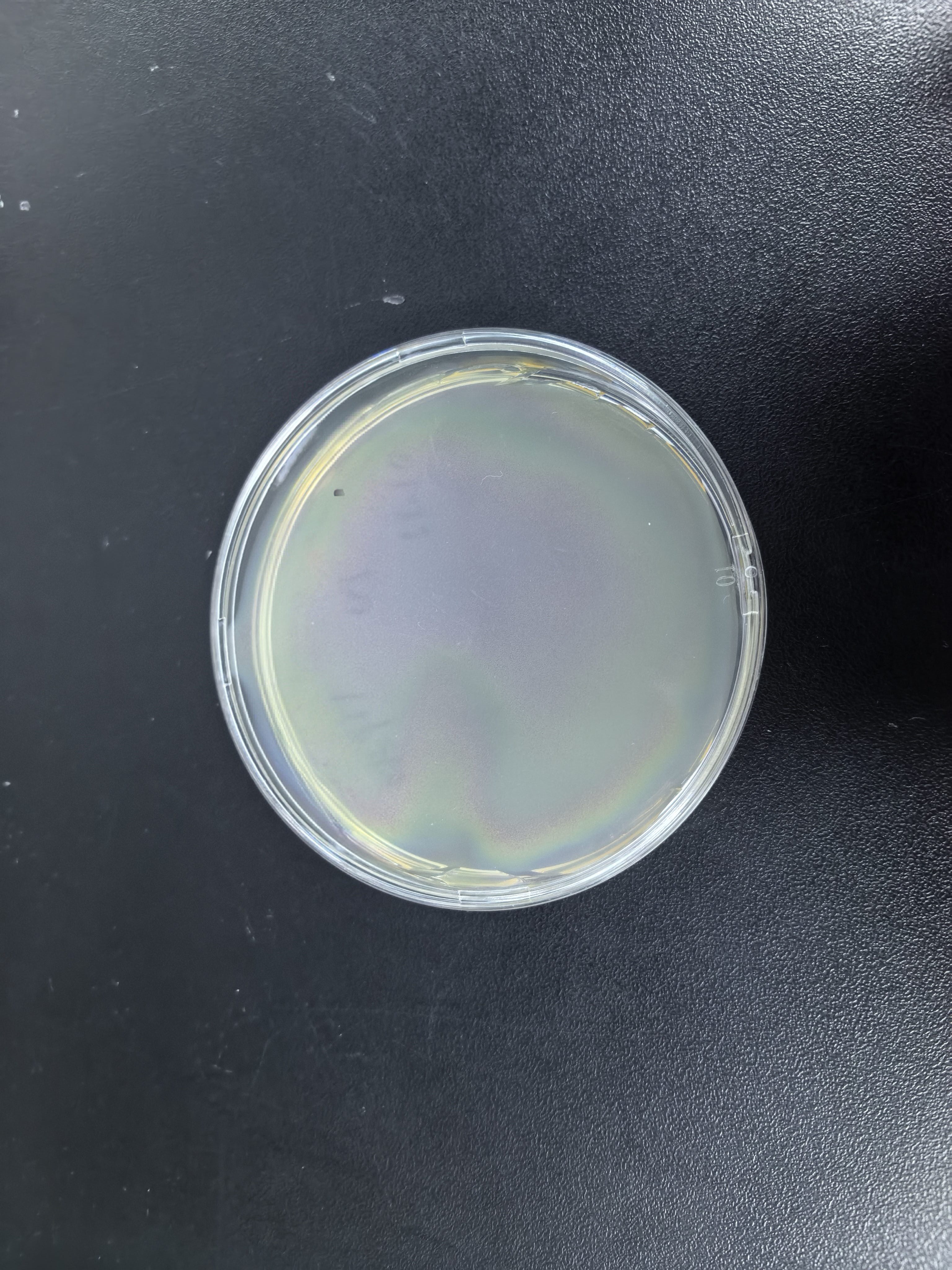 DNA standard of Serratia marcescens-BNCC