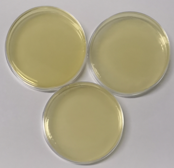 Neisseria gonorrhoeae DNA standard-BNCC