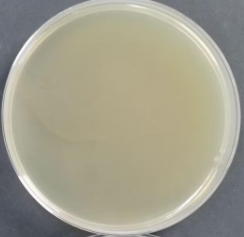 Yersinia enterocolitica Nucleic Acid Reference Material for Enterocolitis (Thermally Inactivated) (Strongly Positive)-BNCC