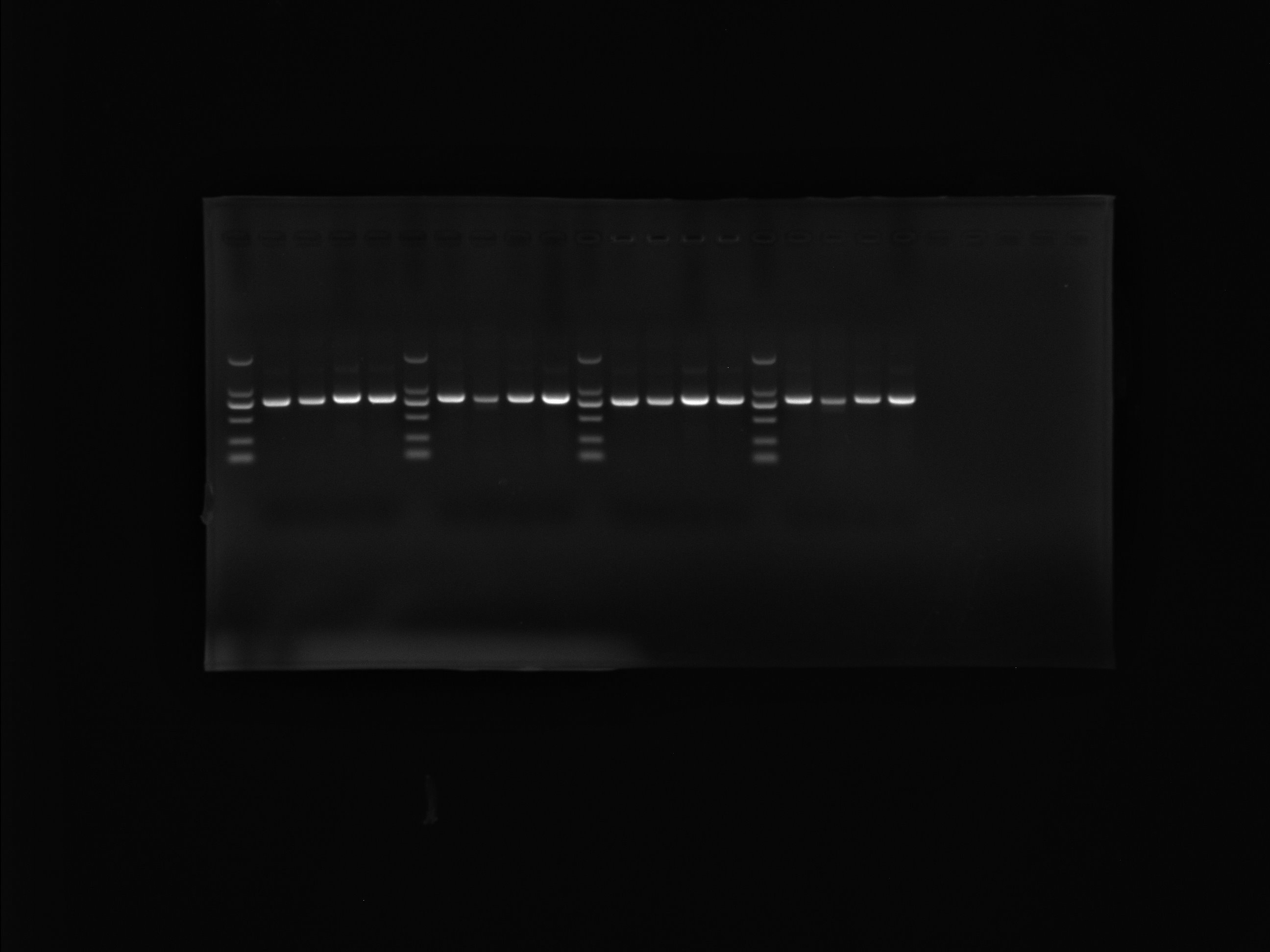 Human papillomavirus type 39 (HPV39) whole genome DNA standard-BNCC