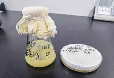 Urinary tract pathogenic Escherichia coli DNA standard-BNCC