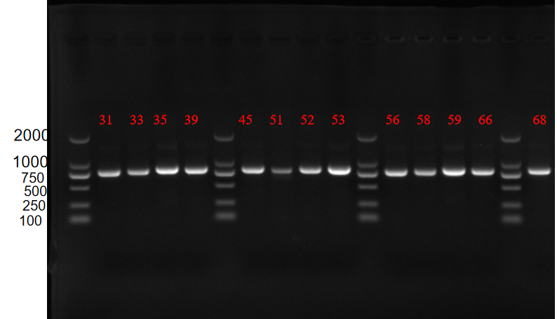 Human papillomavirus type 16 E6/E7 (HPV16) RNA standard-BNCC