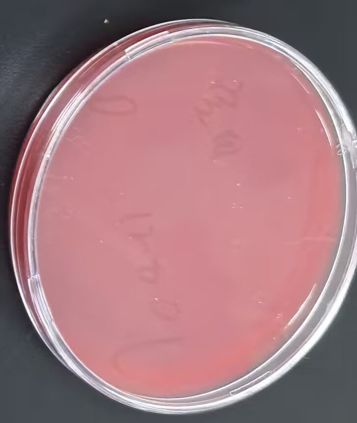 Clostridium difficile DNA standard-BNCC