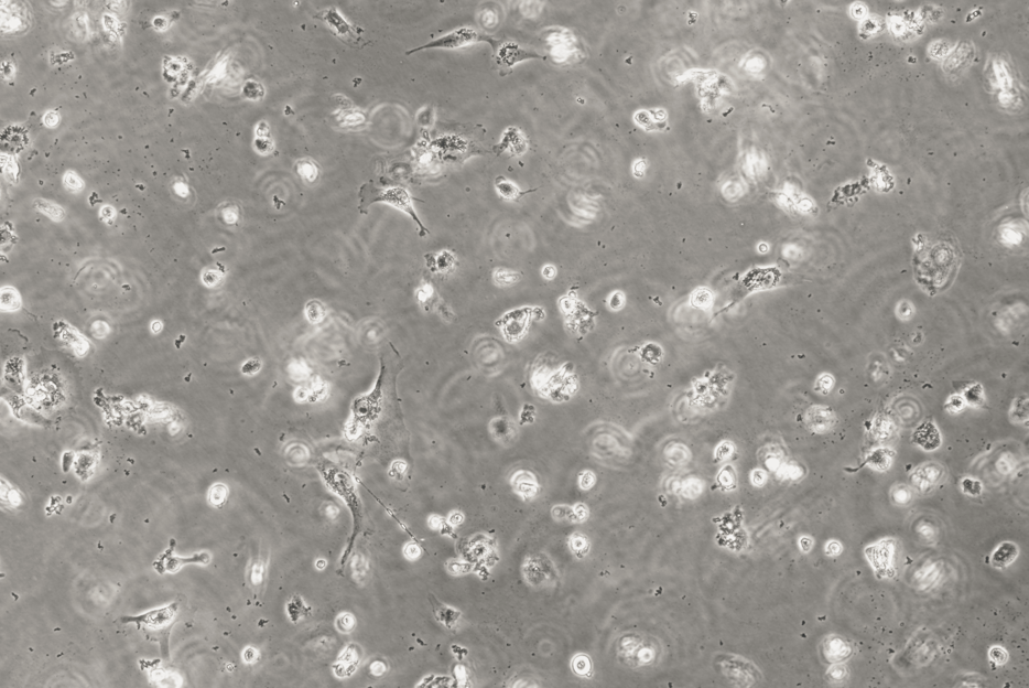 Simian rotavirus RNA lab quality control-BNCC