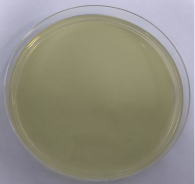 Indoor quality control product for deoxyribonucleic acid of Microcystis aeruginosa-BNCC