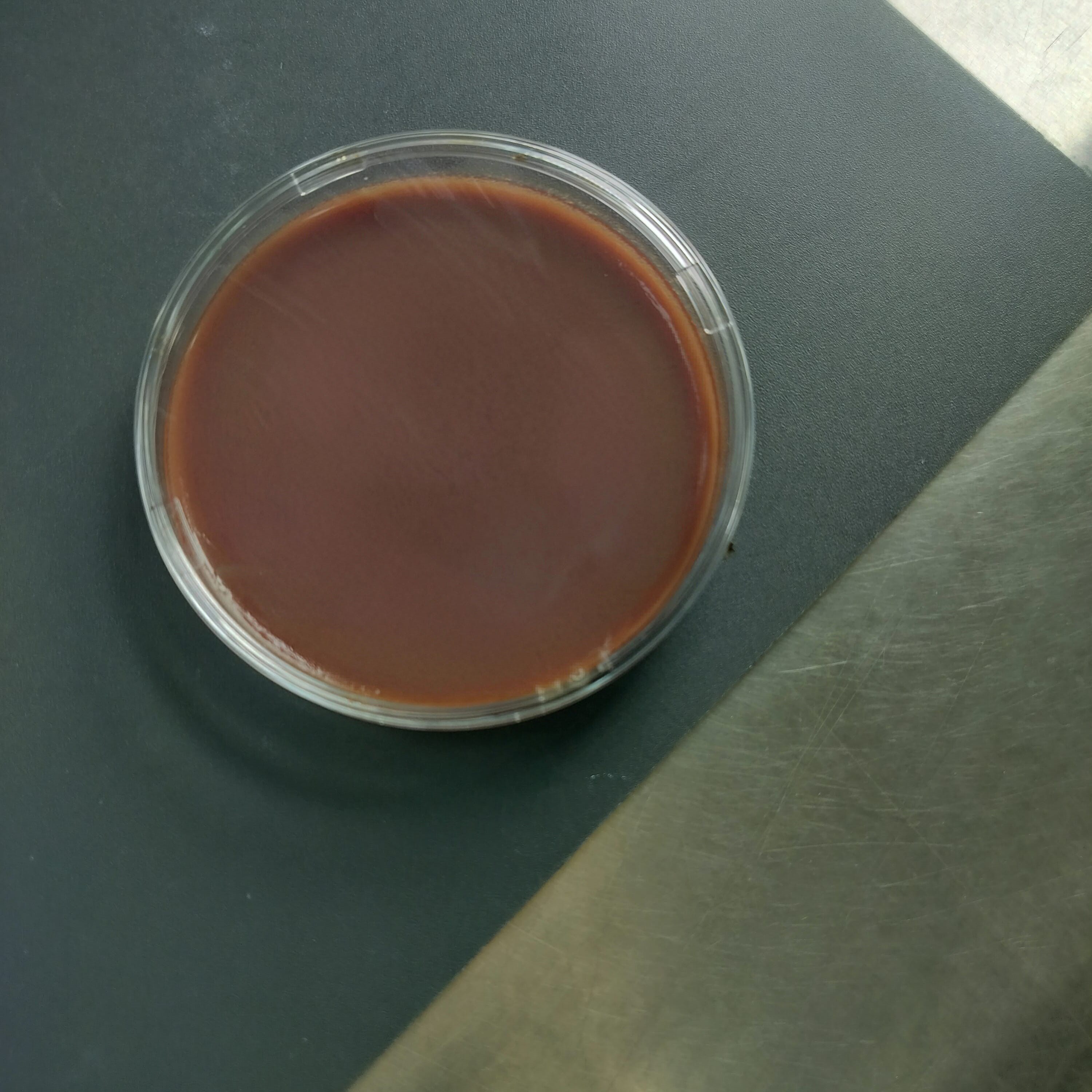 Influenza Haemophilus influenzae DNA standard-BNCC