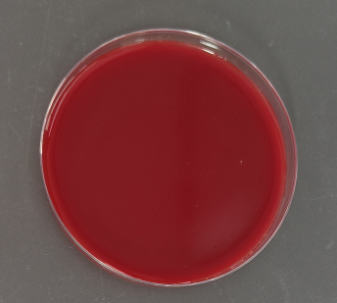 Corynebacterium urealyticum DNA standard-BNCC