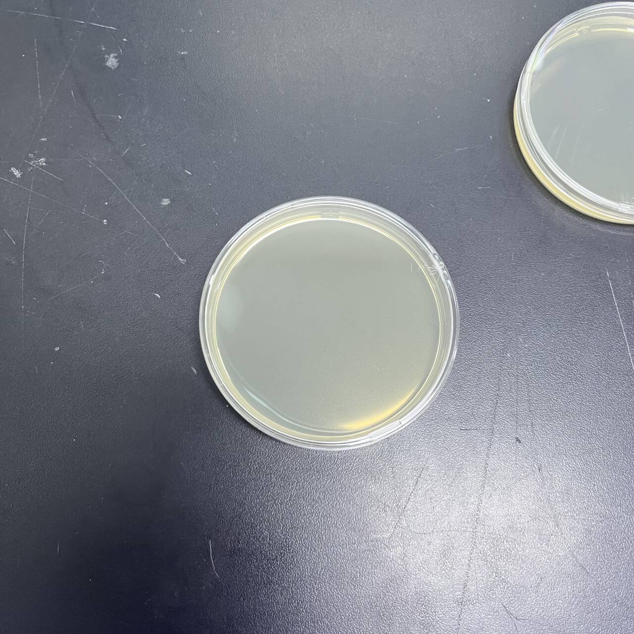Indoor quality control product of Aspergillus versicolor deoxyribonucleic acid liquid-BNCC