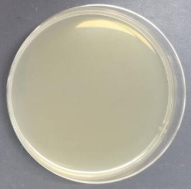 Bovine Tuberculosis Mycobacterium (BCG) DNA Standard-BNCC