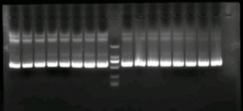 Norovirus GII RNA Standard-BNCC