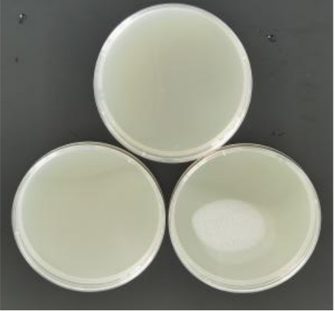 Escherichia coli DNA standard-BNCC