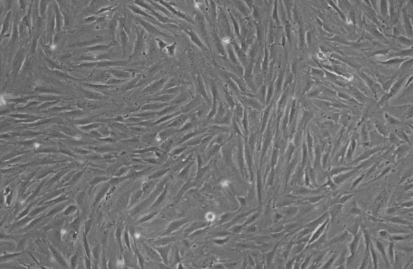 Indoor quality control material for bovine parainfluenza virus type 3 ribonucleic acid liquid-BNCC