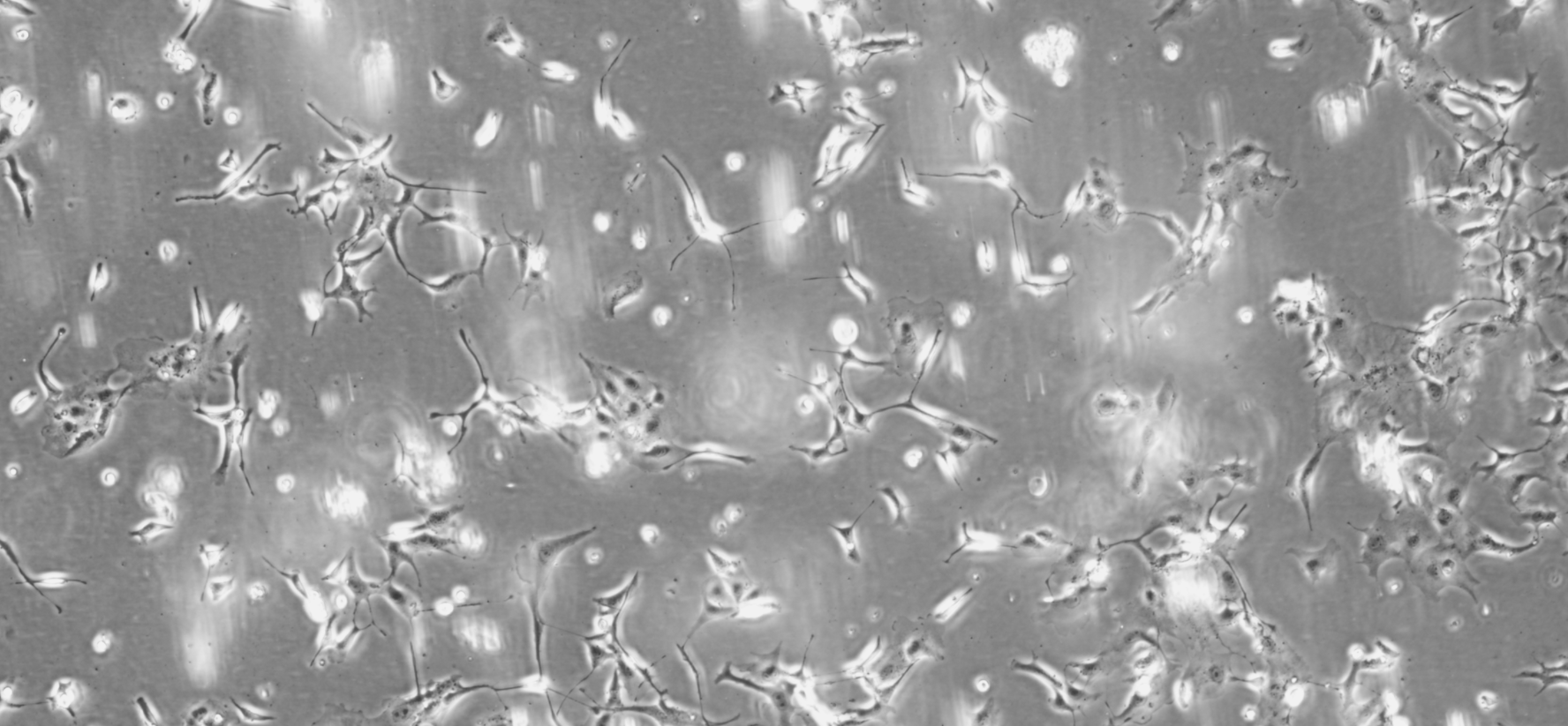 Mouse herpesvirus type 1 deoxyribonucleic acid liquid indoor quality control product-BNCC