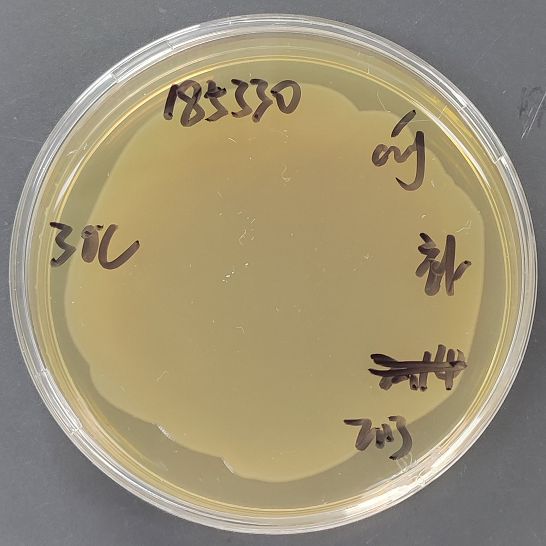 Proteus hauseri DNA standard-BNCC