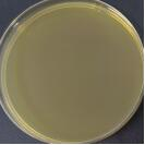 Indoor quality control material for liquid Escherichia coli deoxyribonucleic acid-BNCC