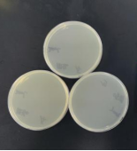 Bordetella hinzii DNA standard-BNCC
