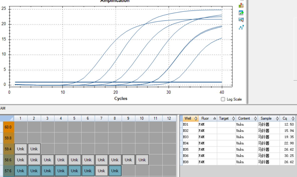 Potato Bordetella DNA standard-BNCC