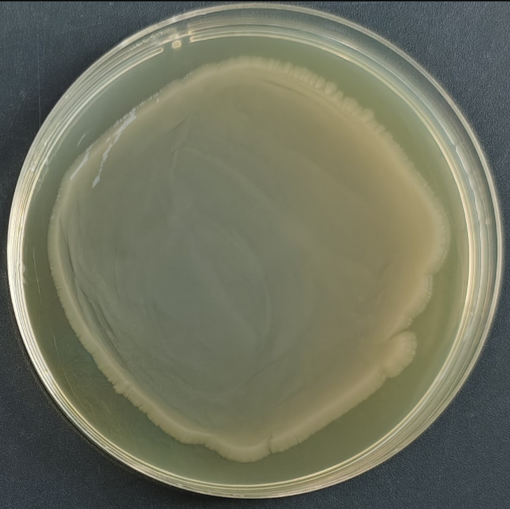 Indoor quality control product for deoxyribonucleic acid liquid of Proteus mirabilis-BNCC