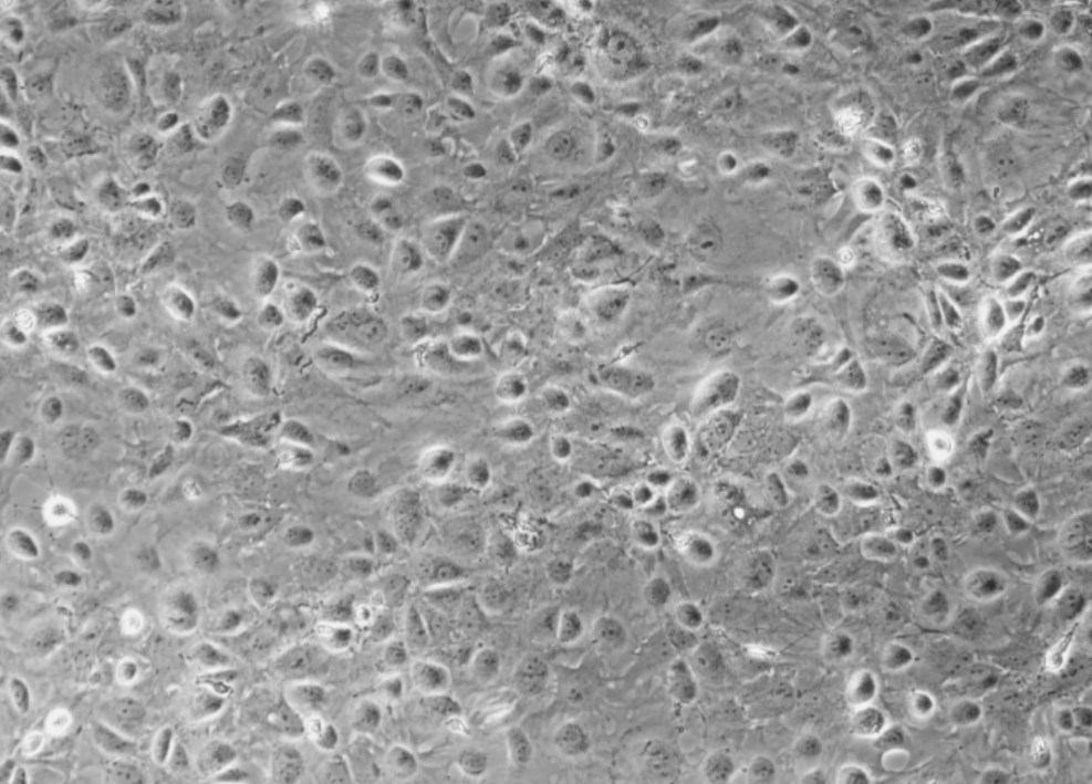 Bovine rotavirus RNA lab quality control-BNCC