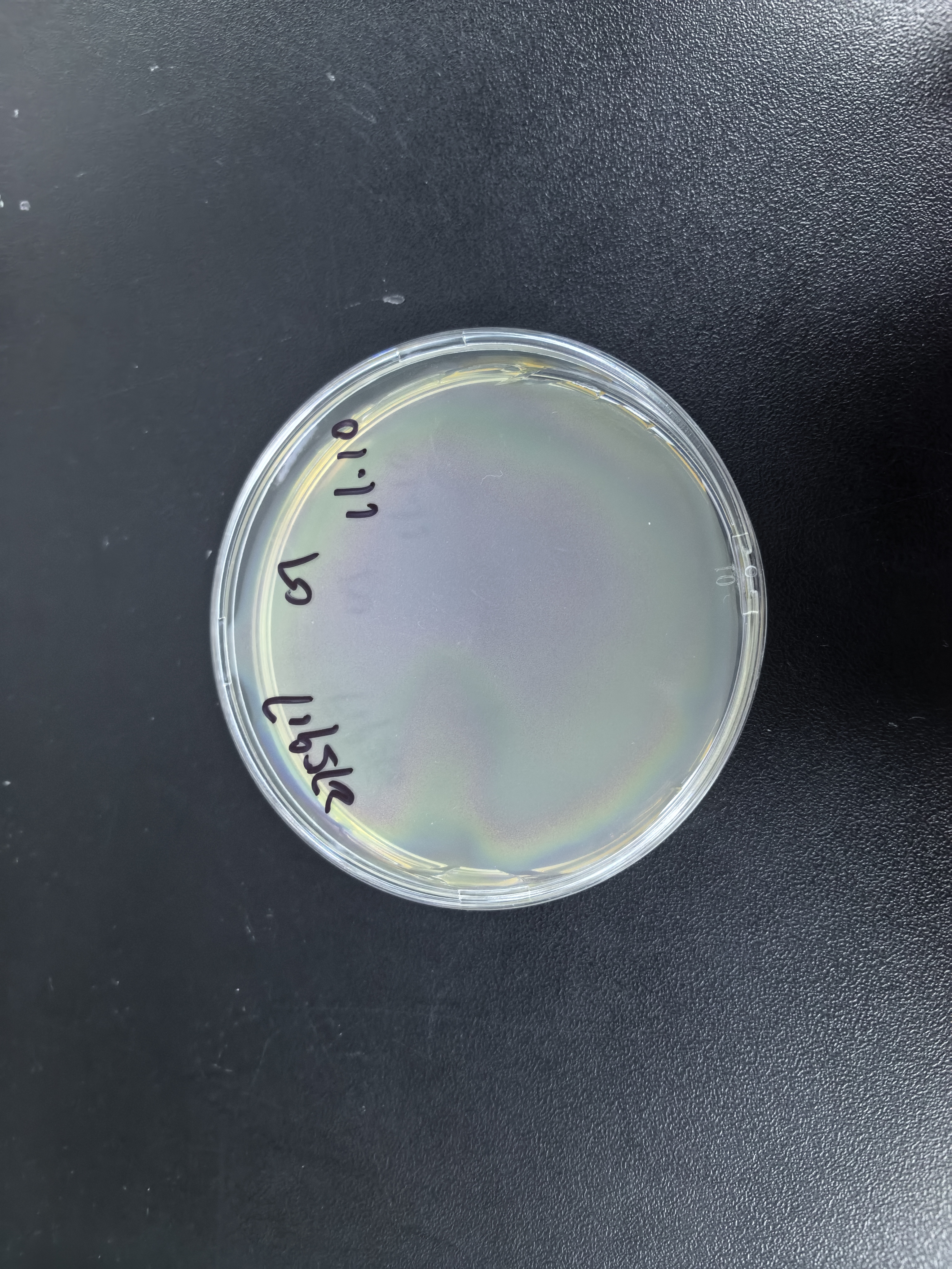 Staphylococcus aureus subsp. deoxyribonucleic acid liquid indoor quality control product-BNCC