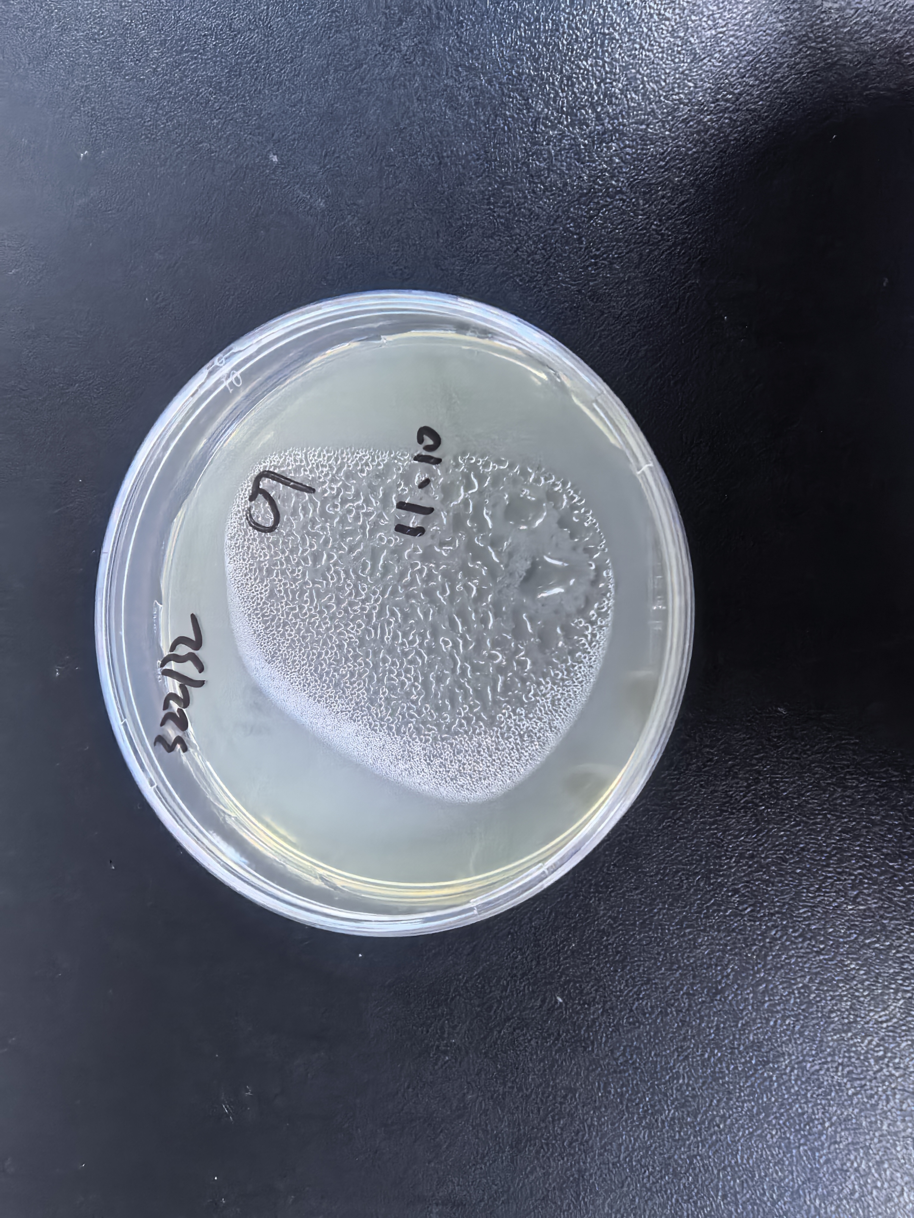 Staphylococcus aureus subsp. deoxyribonucleic acid liquid indoor quality control product-BNCC