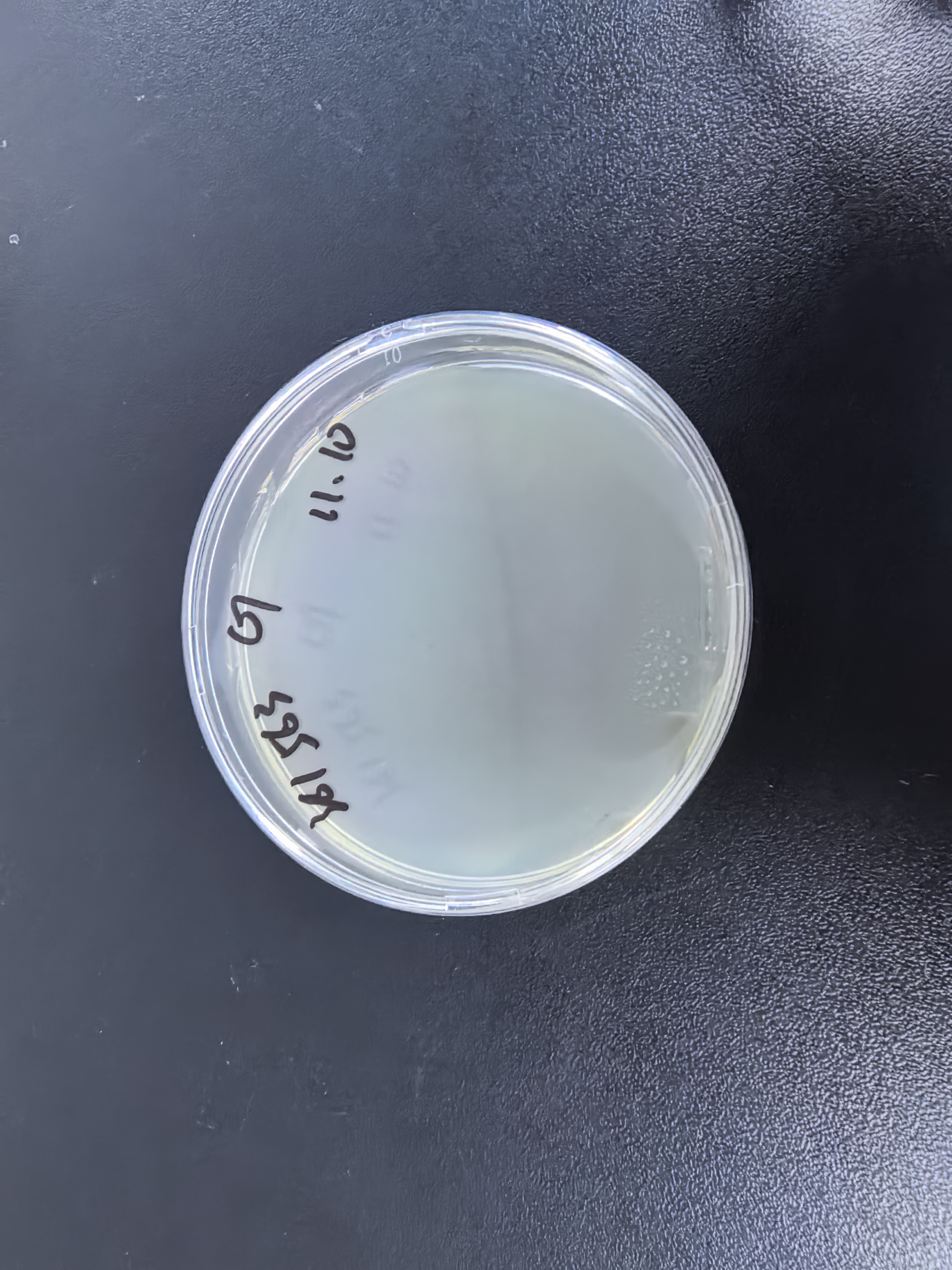 Staphylococcus aureus subsp. aureus DNA standard-BNCC