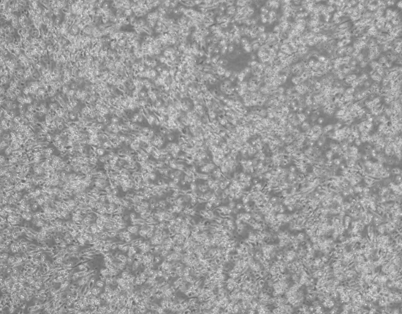 Human Trichomonas vaginalis DNA Standard-BNCC